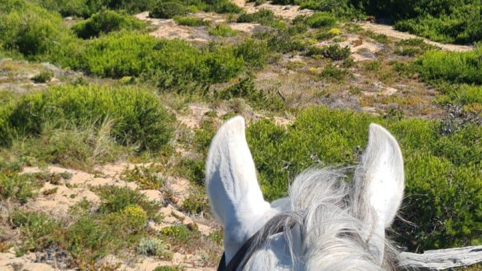 Horse Riding