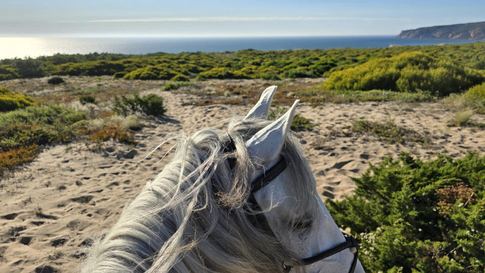 Horse Riding